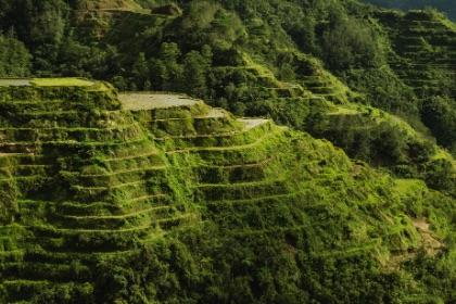 A green terraced hillside