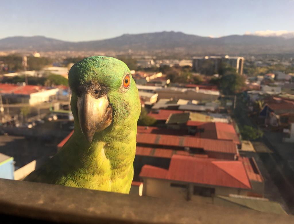 My first morning in Costa Rica, I was awakened by this parrot's squawks. It seemed as though the tinted hotel windows allowed me to see the parrot, but prevented it from seeing me. 