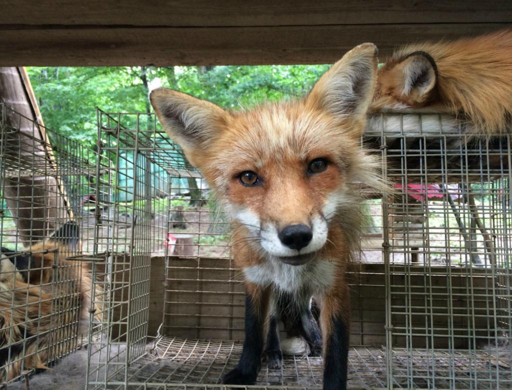 A fox in Japan looks curiously at the camera.