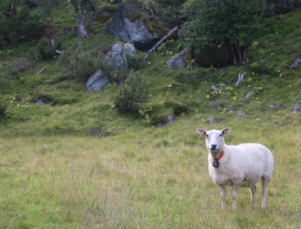Making friends with a sheep in Norway. 