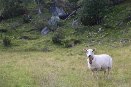 Making friends with a sheep in Norway. 