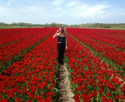 Field of tulips in the Netherlands