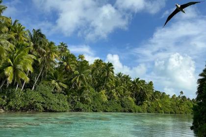 Bird flying over clear tropical river