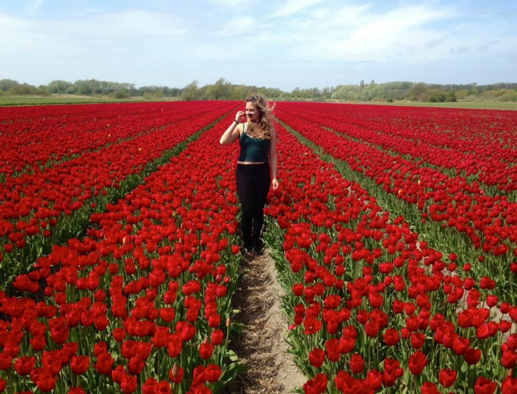 Field of tulips in the Netherlands
