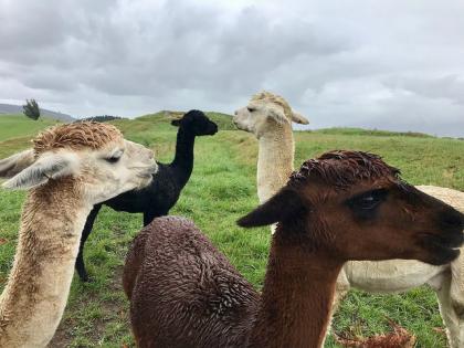 Found alpacas while at a farm stay in Dunedin.