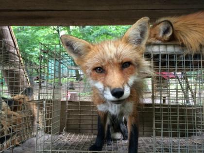 A fox in Japan looks curiously at the camera.